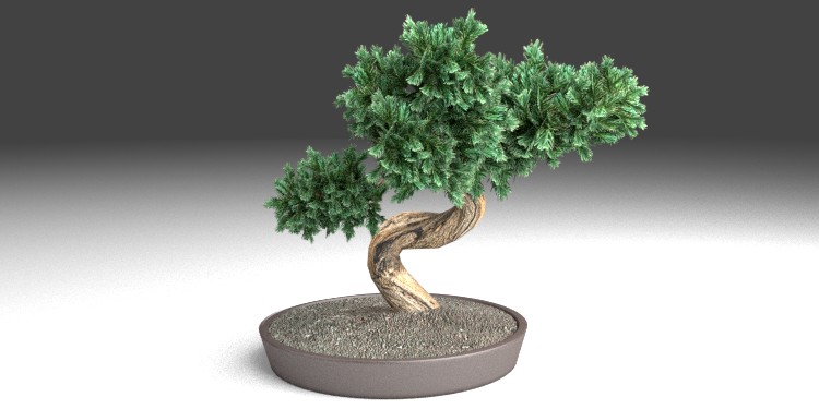 3D model Bonzai Tree VR / AR / low-poly